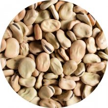 Fava Beans Dry